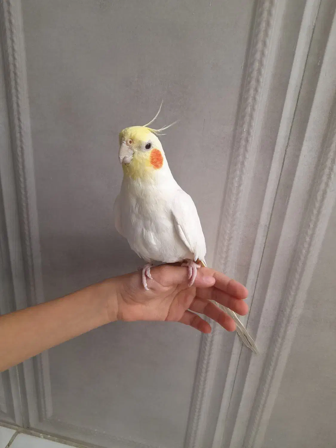 عروس هلندی نر دستی|پرنده|شیراز, کوشک میدان|دیوار