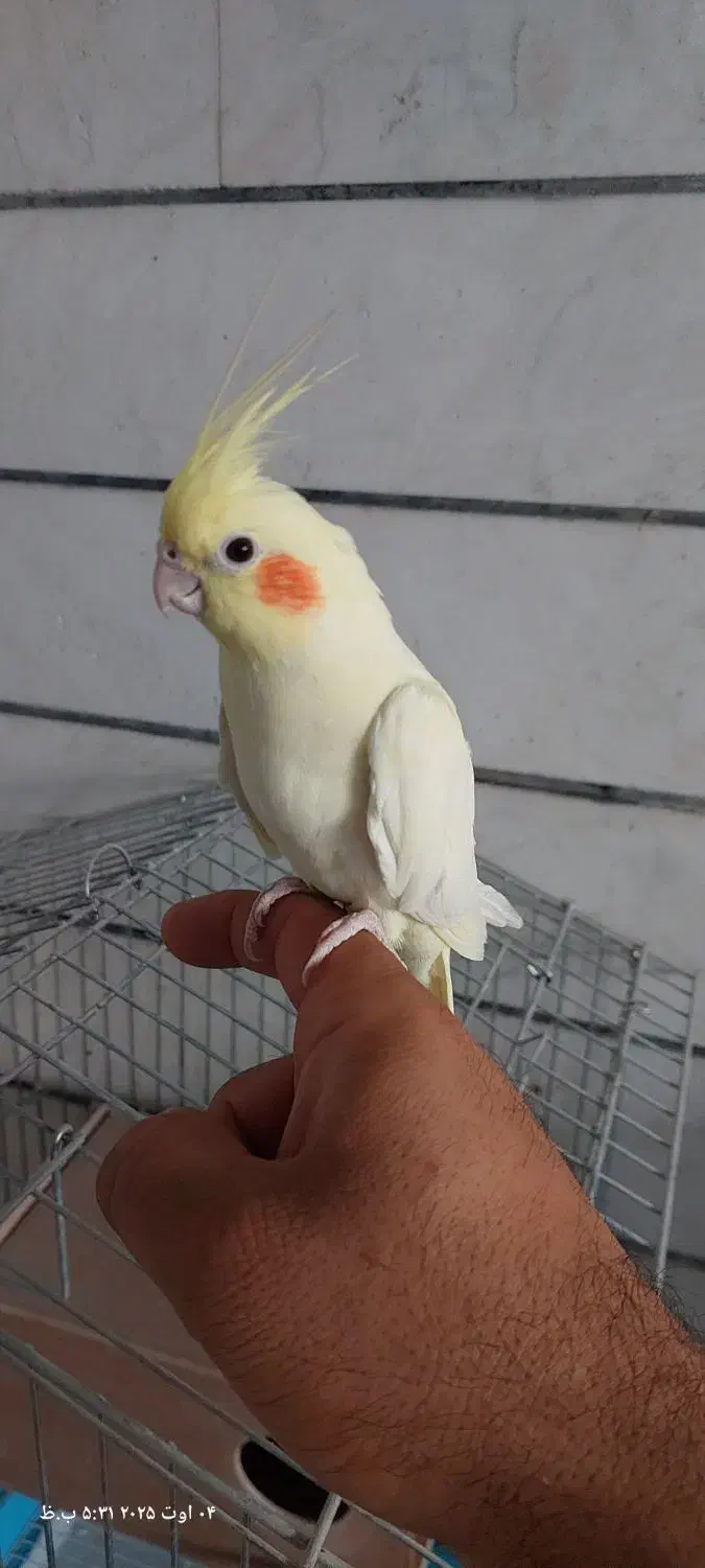 عروس هلندی|پرنده|خمینیشهر, |دیوار