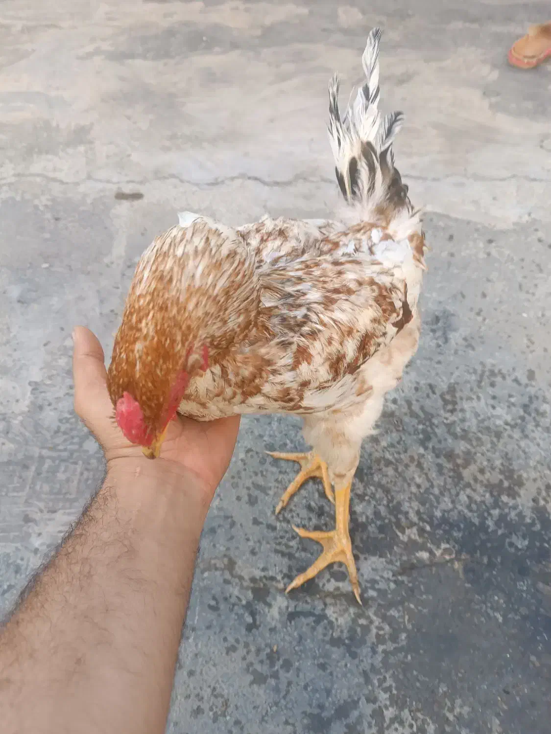 خروس دو رگه|حیوانات مزرعه|سنندج, |دیوار