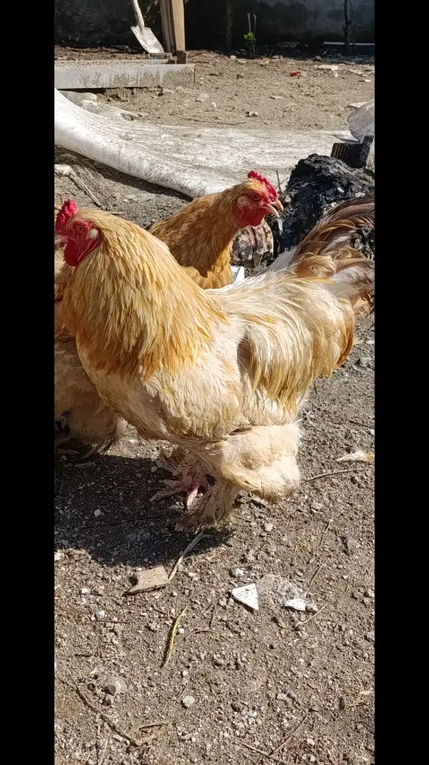 امپراتوری و مینیاتور و مرغ محلی|حیوانات مزرعه|بندر انزلی, کلیور|دیوار