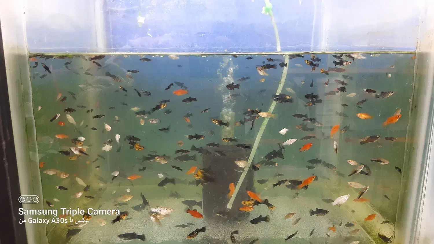 فروش انواع ماهی گوپی مولی پلاتی سوراتل|ماهی|آستانه اشرفیه, |دیوار