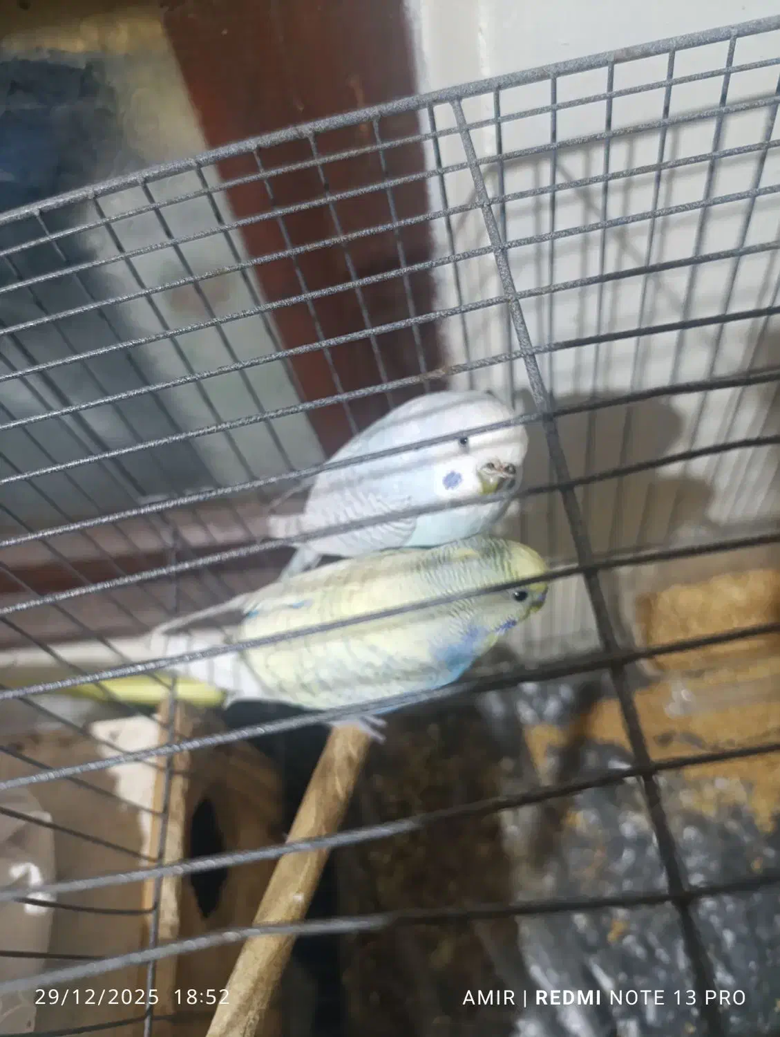 پرنده|پرنده|پره‌سر, |دیوار