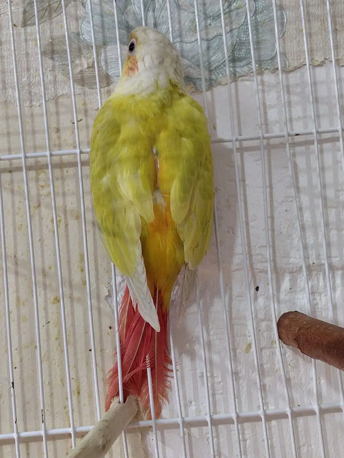 ردچیک|پرنده|اسفراین, |دیوار