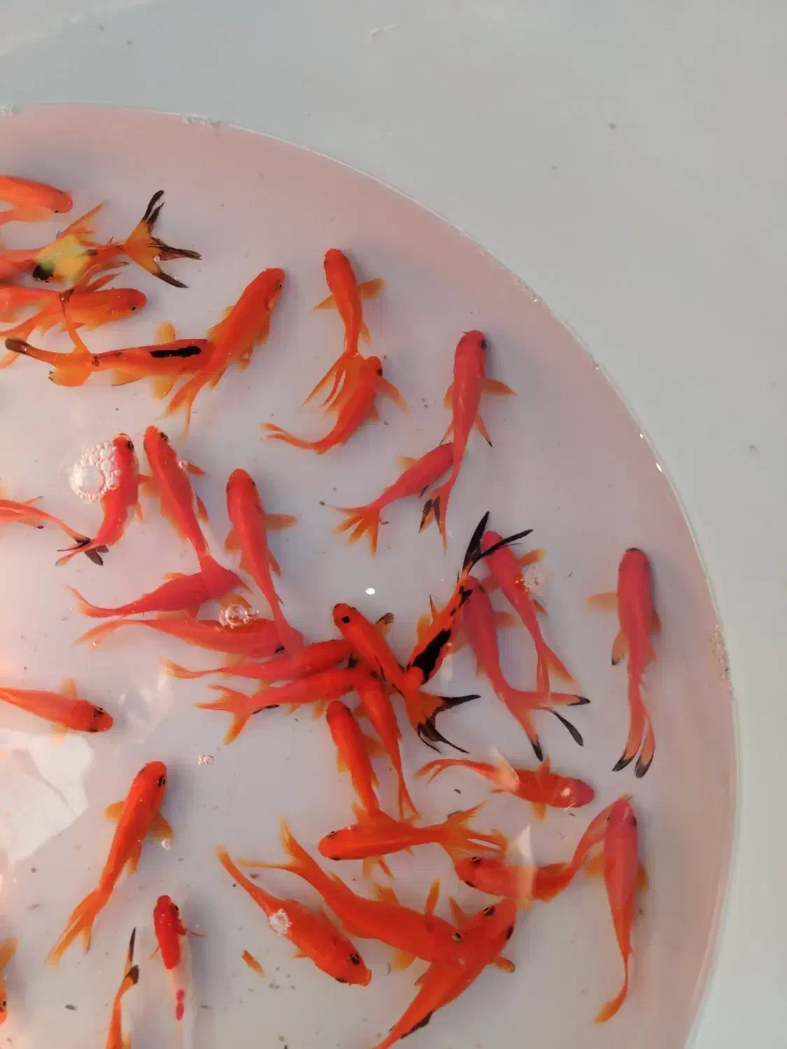 ماهی و تنگ|ماهی|شهرکرد, |دیوار