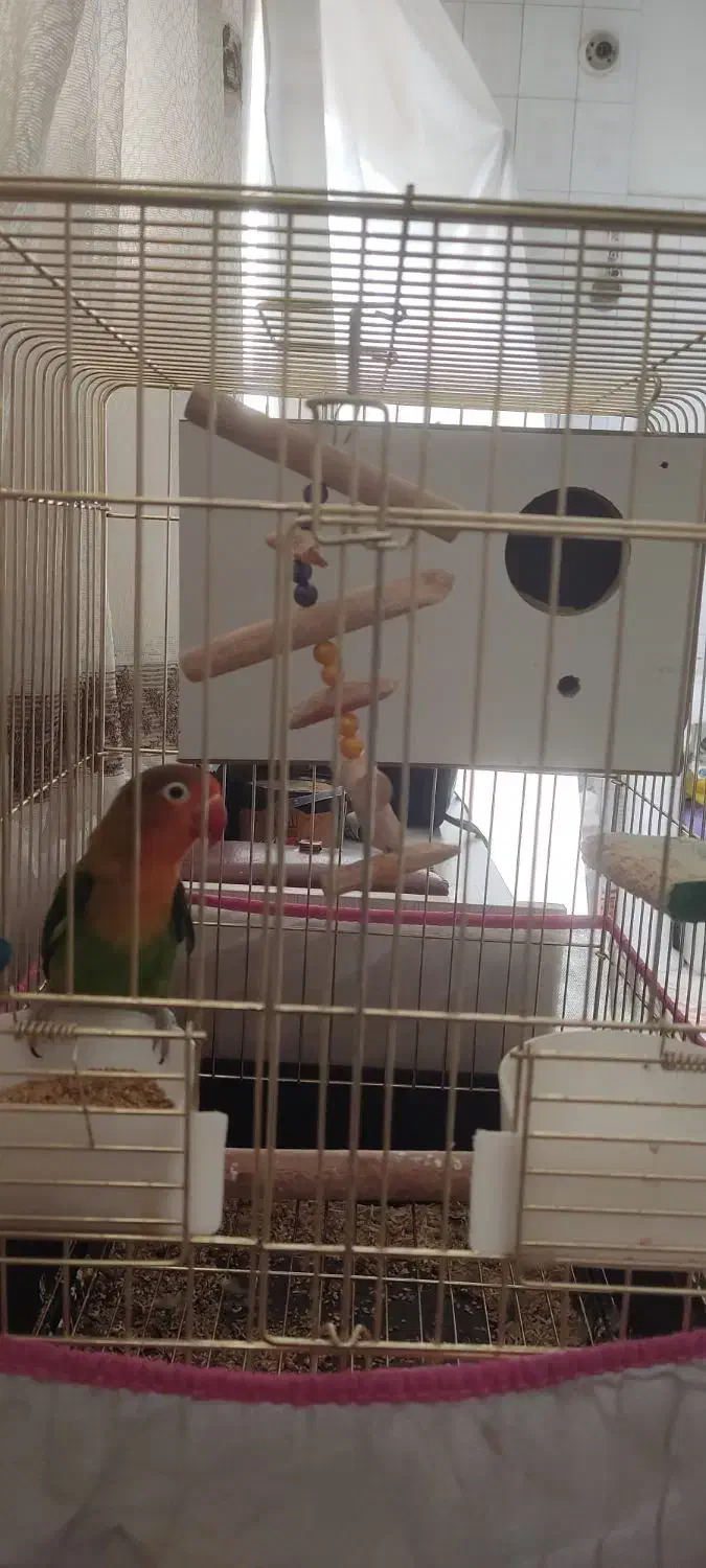 طوطی برزیلی|پرنده|قم, شاه ابراهیم|دیوار