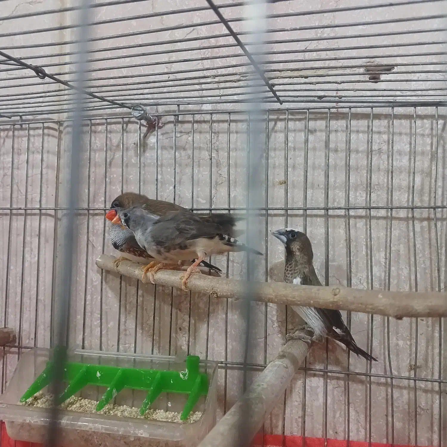 فنچ بنگالی و زبرا|پرنده|نسیمشهر, |دیوار