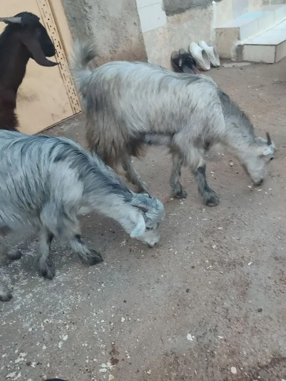 دوتا کهره ماده|حیوانات مزرعه|دلوار, |دیوار