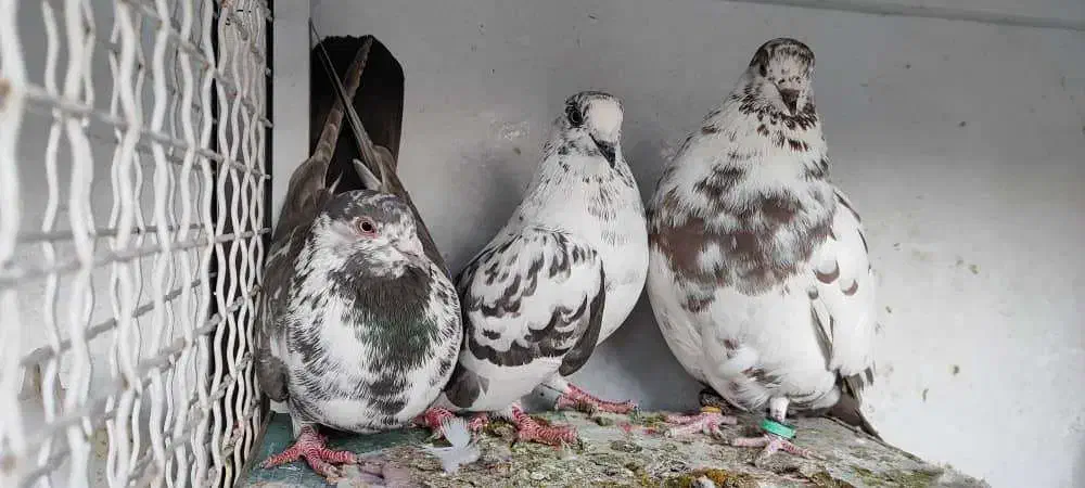 کفتر گلی ماده|پرنده|شیراز, بریجستون|دیوار