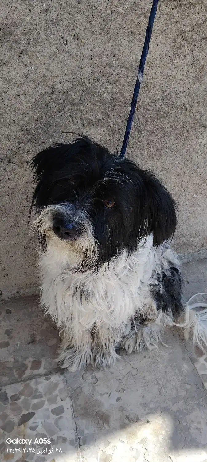 شیتزو|سگ|ابهر, |دیوار