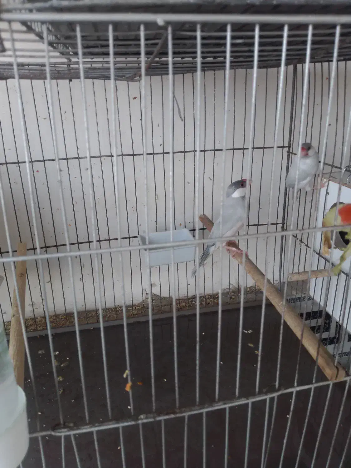 5جفت فنچ نرگسی شکلاتی وسیلور ..|پرنده|قم, شهرک فاطمیه|دیوار