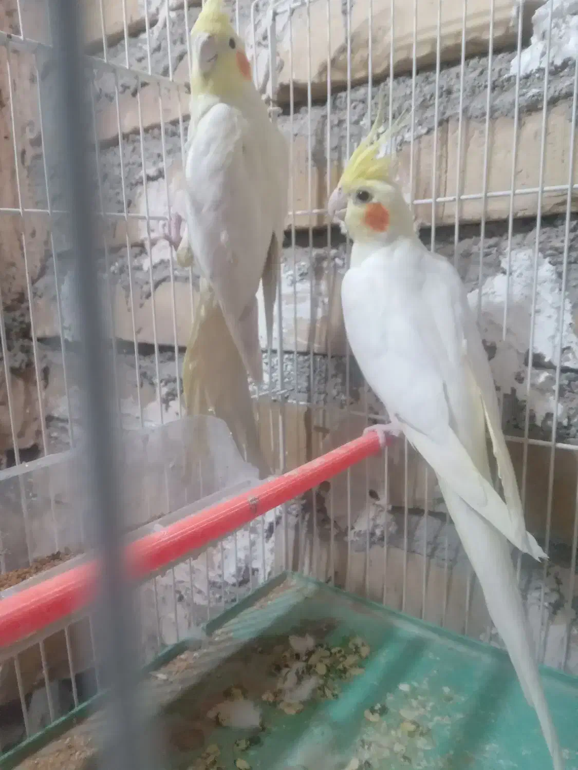 عروس لوتینو بالغ|پرنده|تایباد, |دیوار