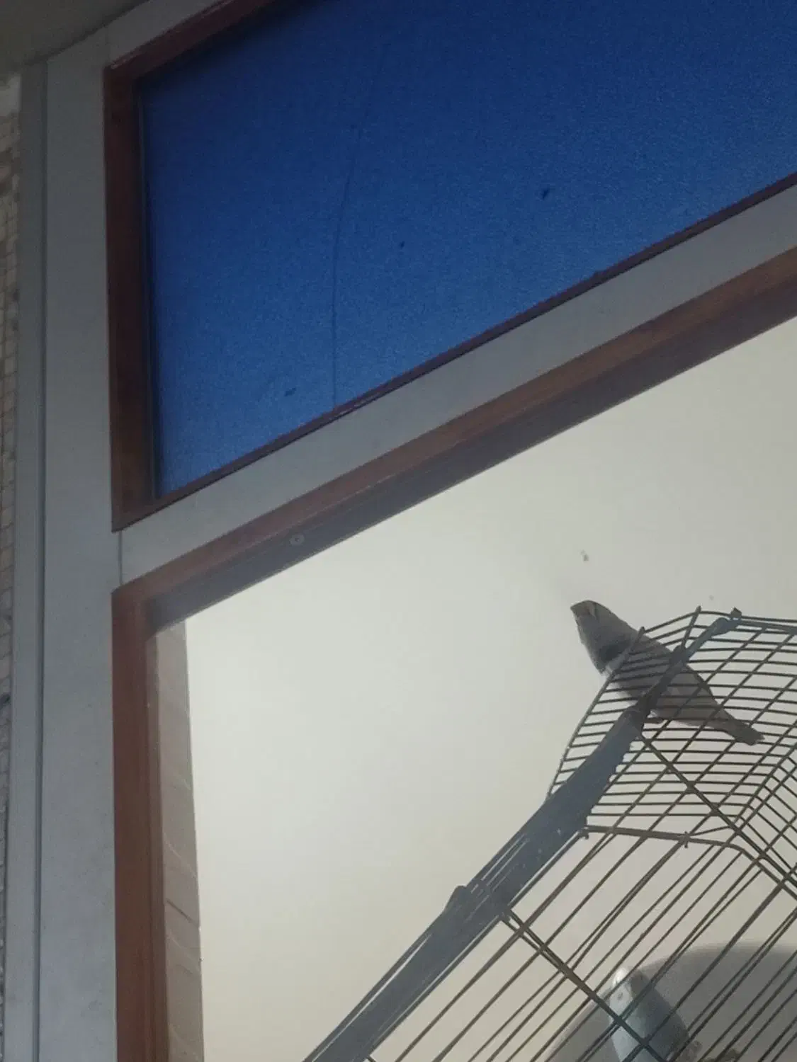 فنج زبرا|پرنده|بندر ماهشهر, |دیوار