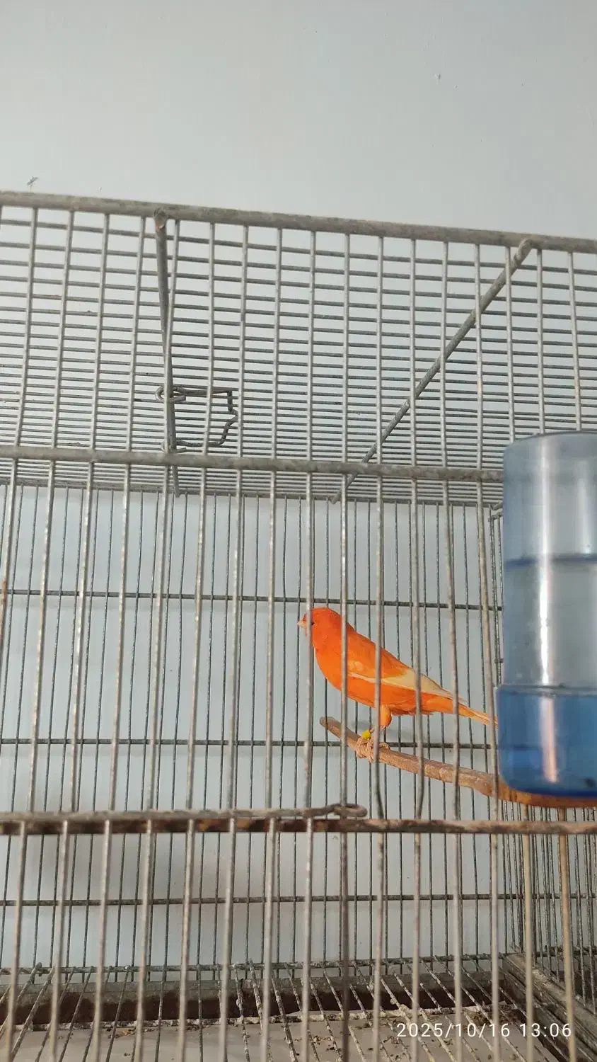 قناری نر مست و ماده آماده|پرنده|بوشهر, |دیوار