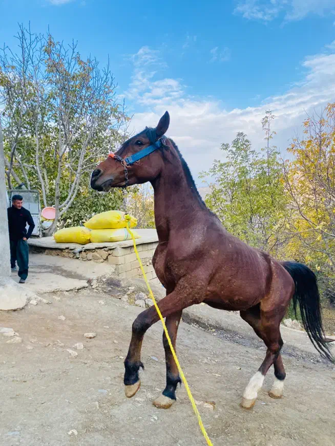 اسب فروشی|اسب و تجهیزات اسبسواری|بانه, |دیوار