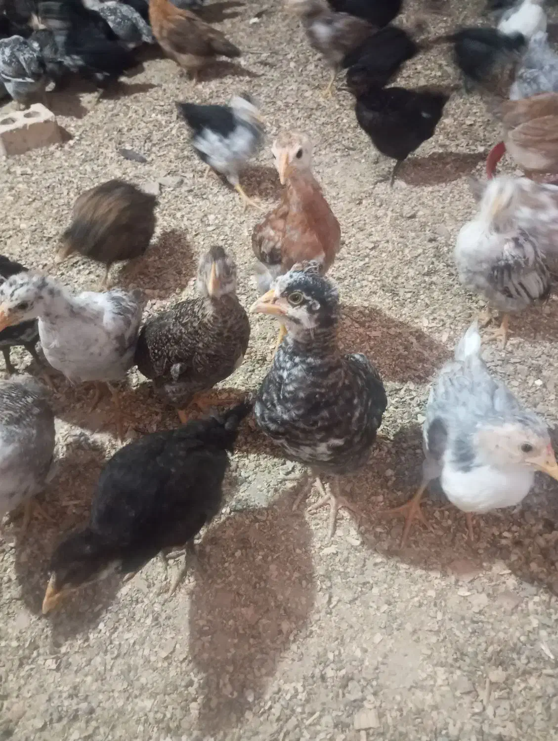 جوجه مرغ گلین|حیوانات مزرعه|اندیمشک, |دیوار