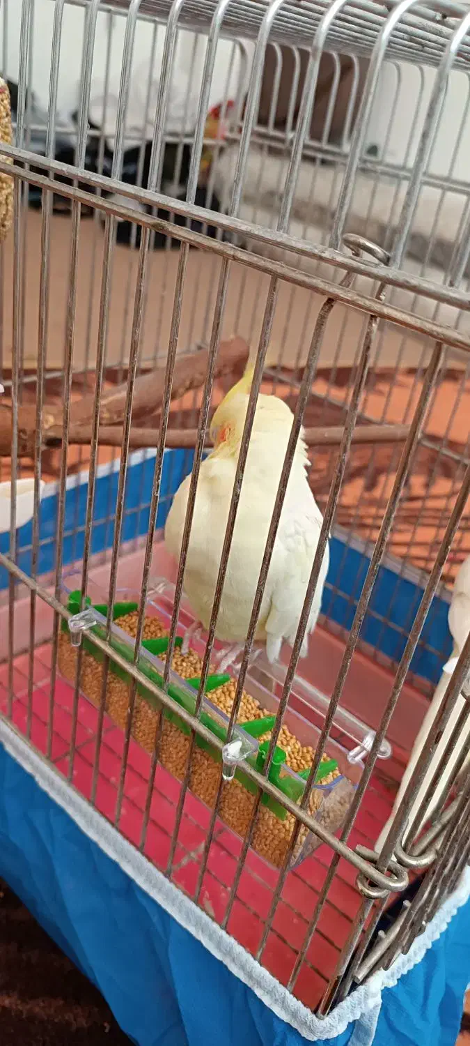 پرنده|پرنده|شاهینشهر, مورچه خورت|دیوار