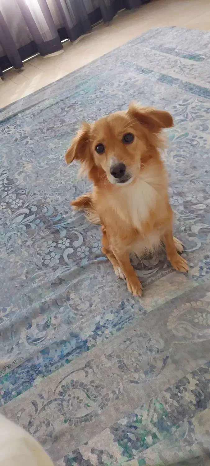 سگ اشپیتز تریر ماده ۷کیلویی رایگان فقط به خانواده|سگ|پردیس, فاز ۸|دیوار