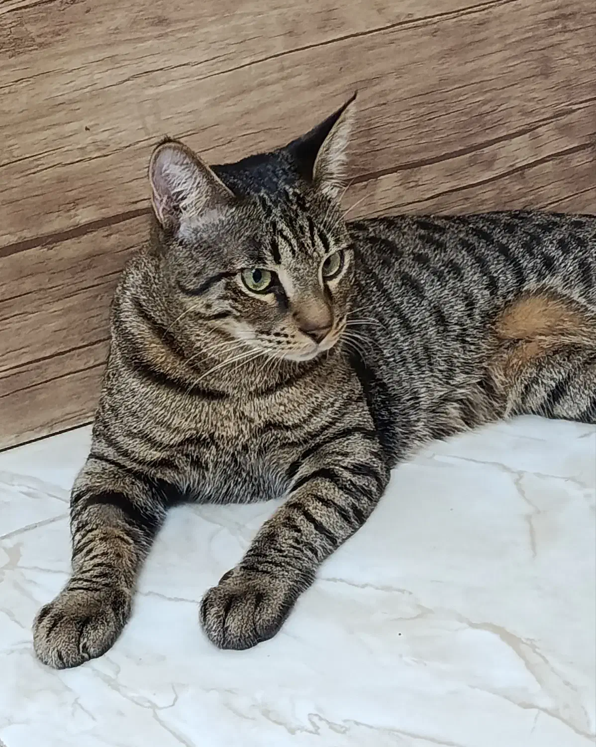 گربه ببری نر گمشده|حیوانات|بندر انزلی, پاسداران|دیوار