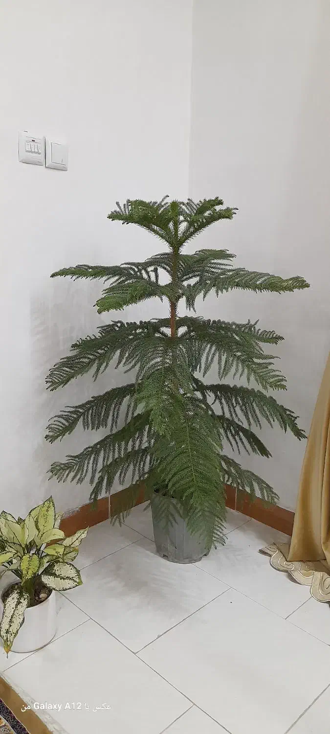 کاج مطبق|گل و گیاه طبیعی|کرج, خرمدشت|دیوار