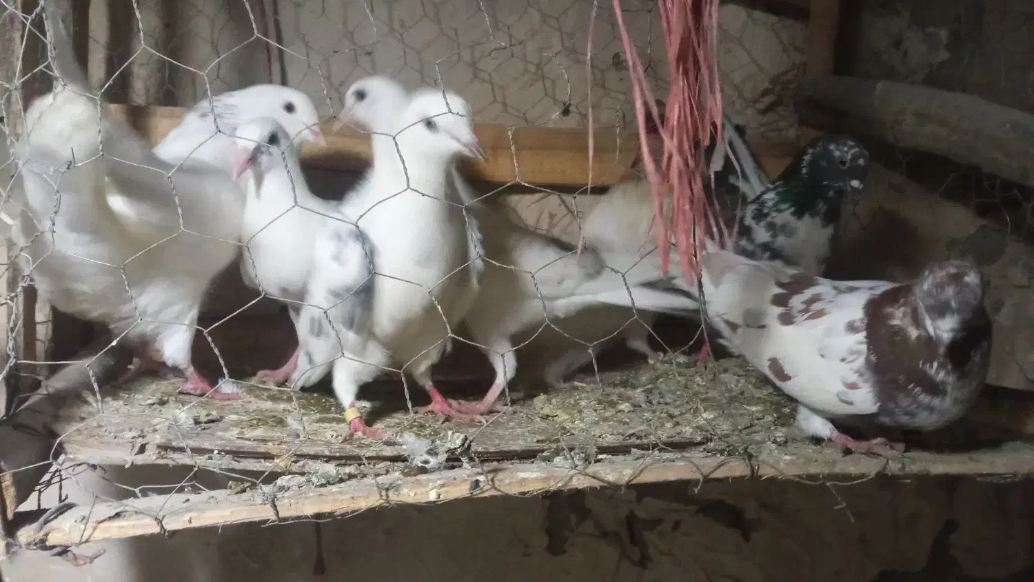 کبوتر کفتر مفت|پرنده|چالدران, |دیوار