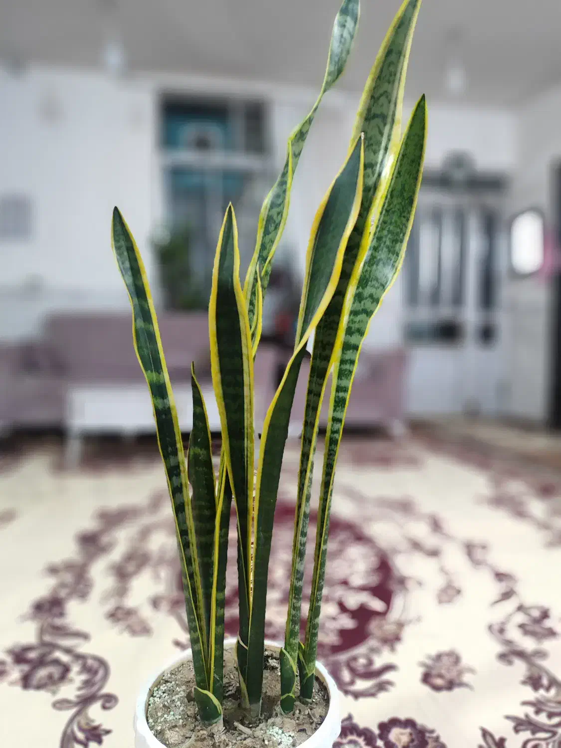 گل سانسوریا|گل و گیاه طبیعی|ارومیه, |دیوار