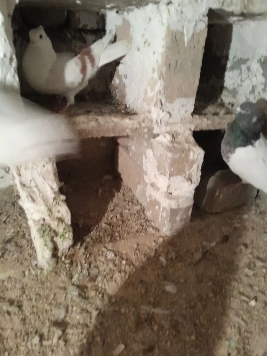 چنتا کفتر برا فروش نرم نرم هستن|پرنده|بروجرد, |دیوار