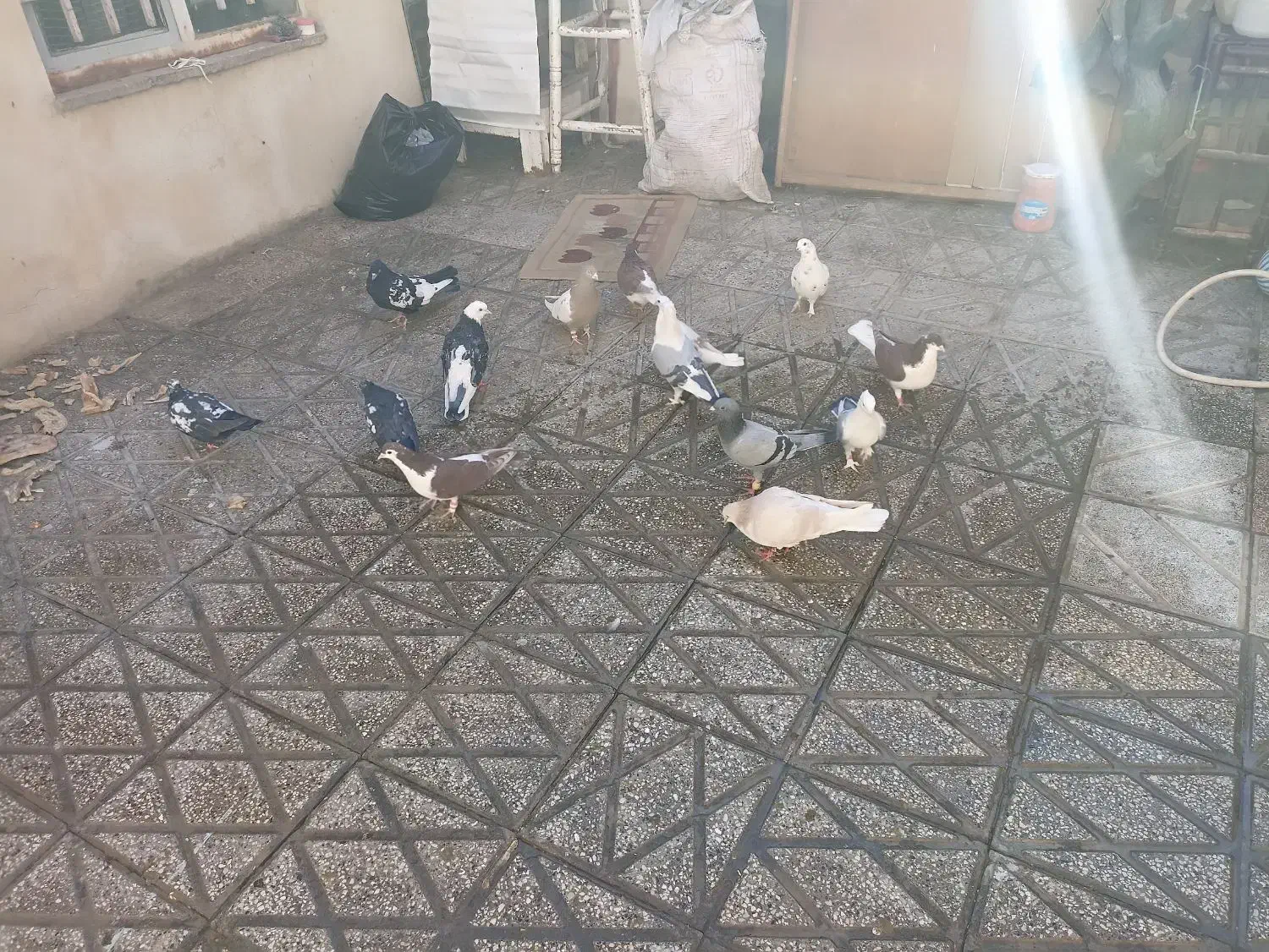 کفتر جفت رنگه|پرنده|مشهد, نیزه|دیوار