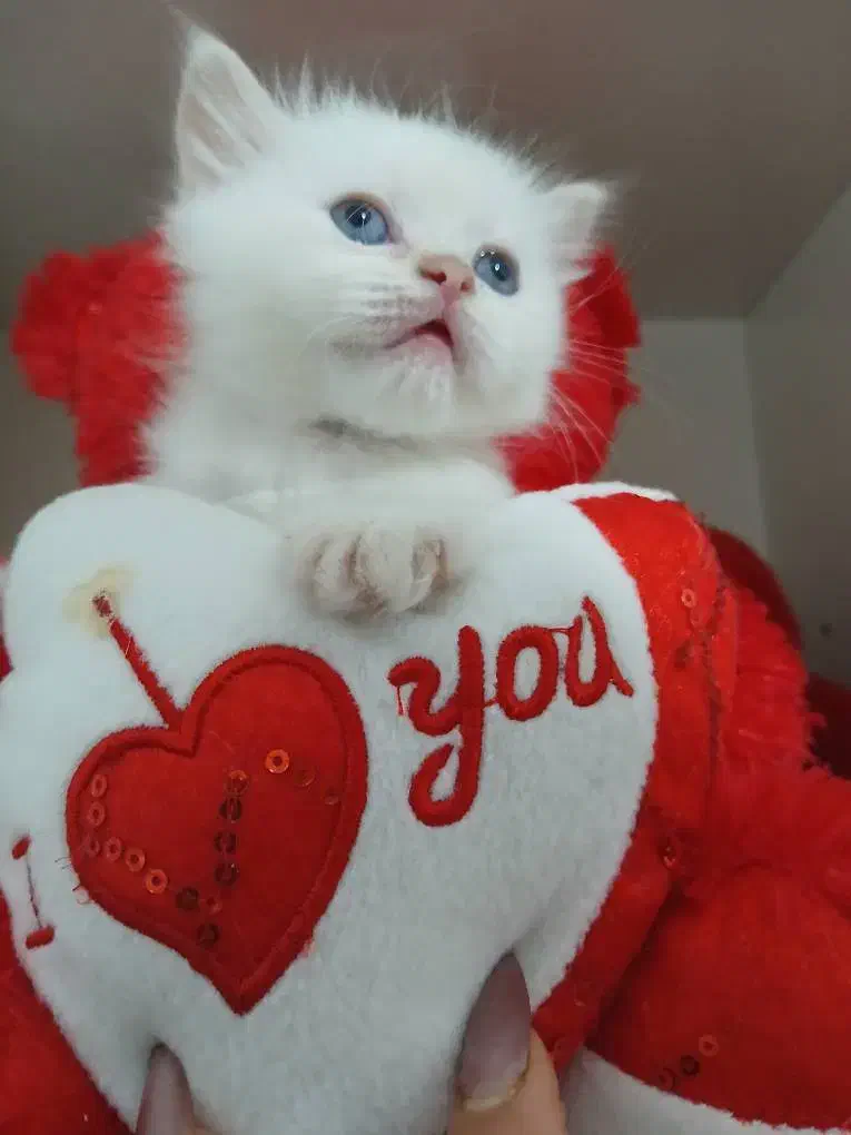 پرشین بریتیش|گربه|ساری, |دیوار