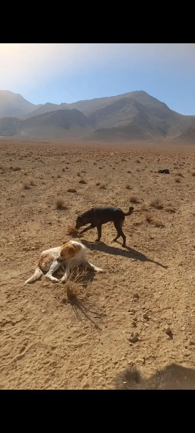 سگ گله ای|سگ|دهق, |دیوار