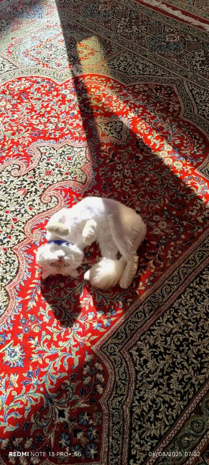 گربه ردپوینت نر|گربه|زبرخان, |دیوار