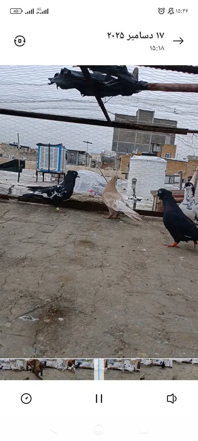 بهبونی پلنگ هوایی|پرنده|شیراز, کوشک میدان|دیوار