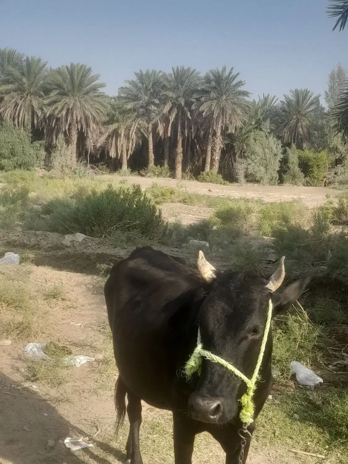 گاو|حیوانات مزرعه|قلعه گنج, |دیوار