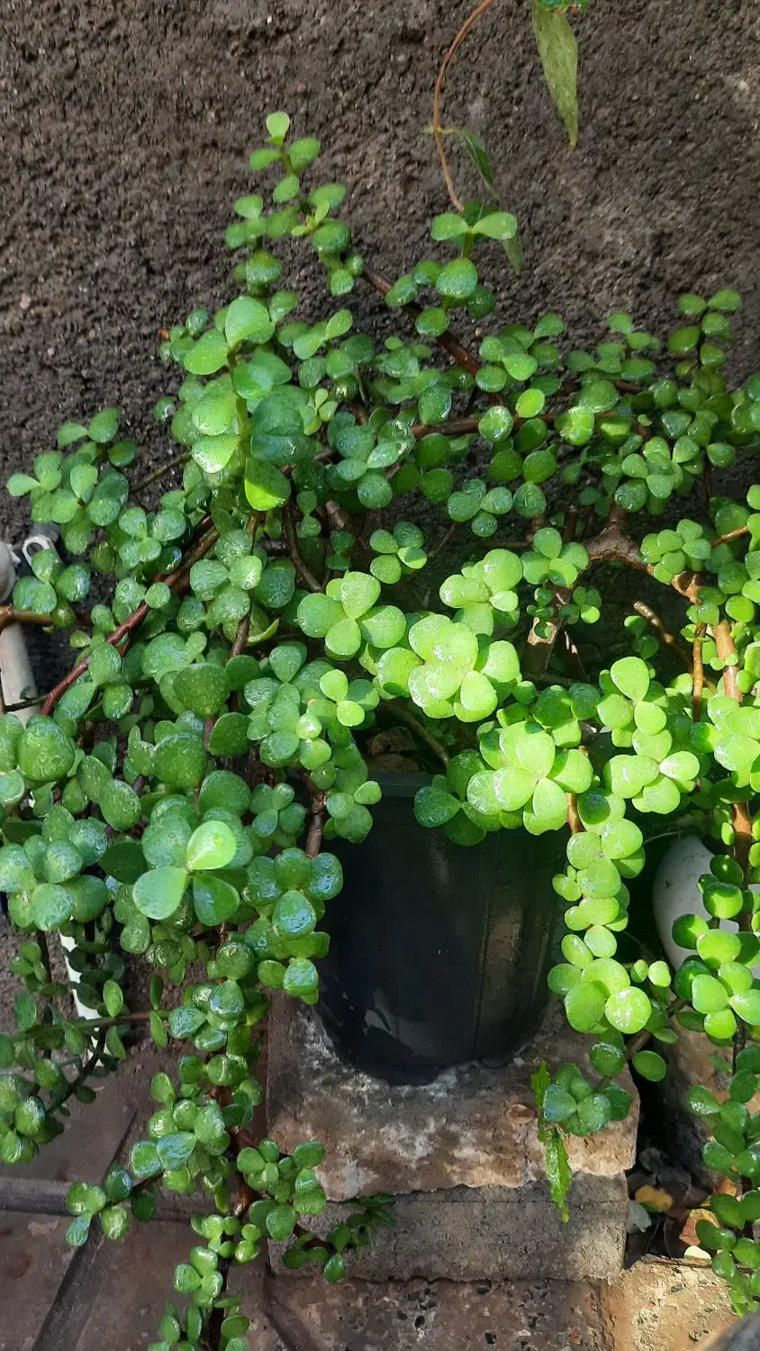 گل طبیعی|گل و گیاه طبیعی|تربت جام, والفجر|دیوار