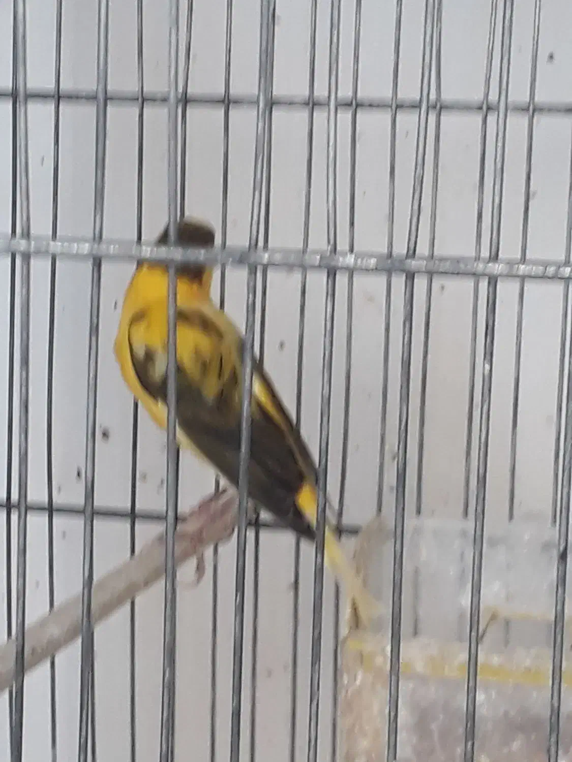 قناری|پرنده|مشگین شهر, |دیوار