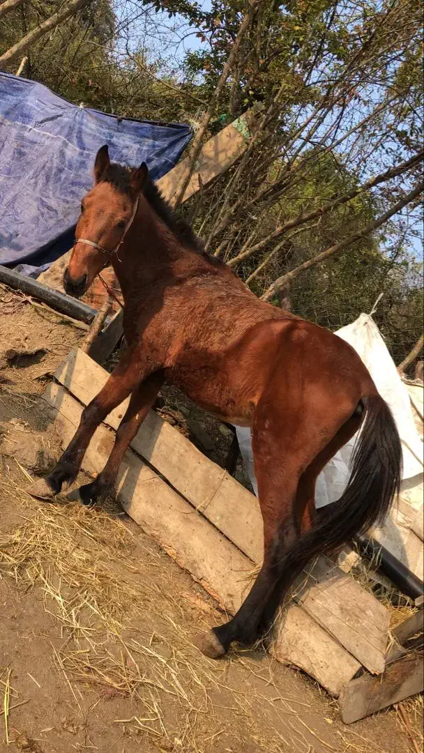 اسب فروشی|حیوانات مزرعه|حویق, |دیوار