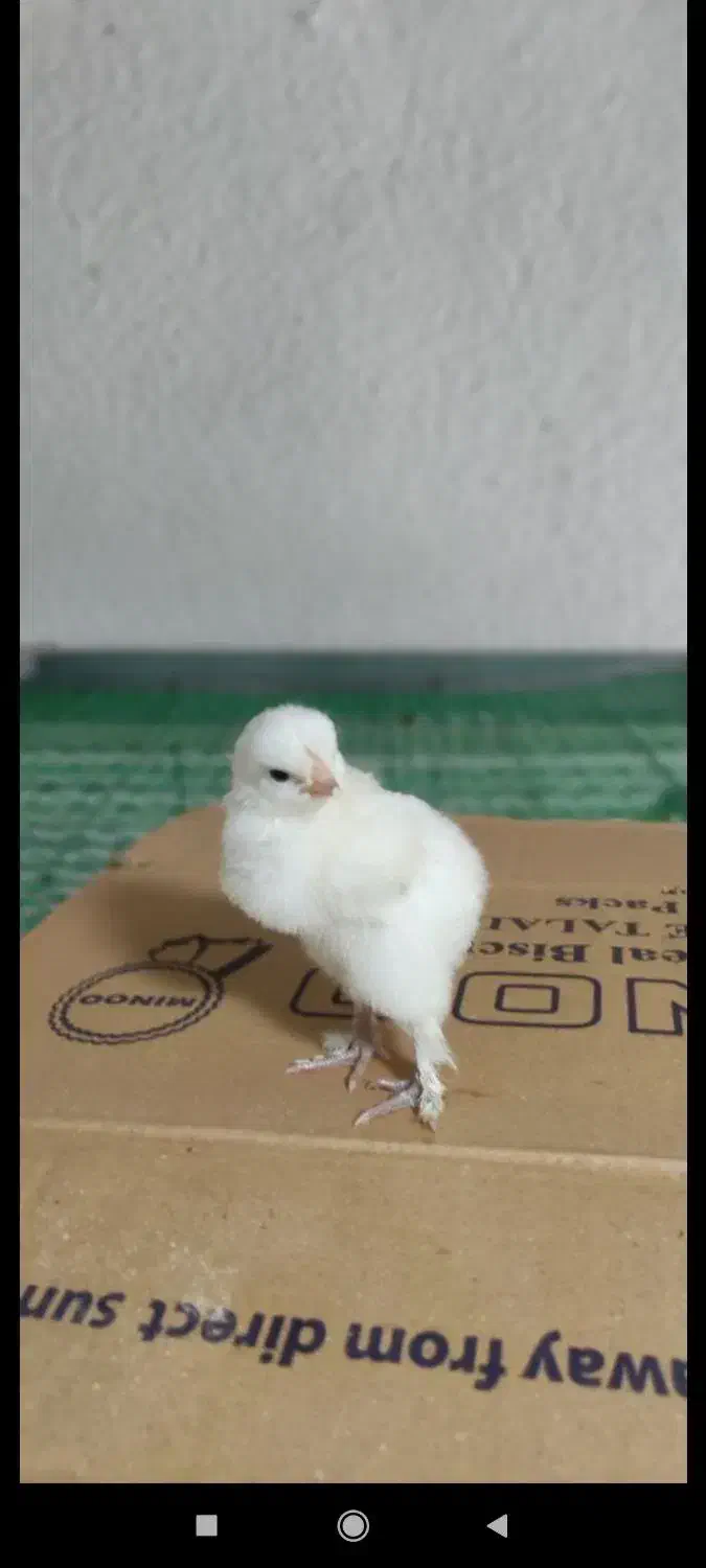 فروش فوری جوجه های ۵روزع نژاد براهما|حیوانات مزرعه|رویان, |دیوار