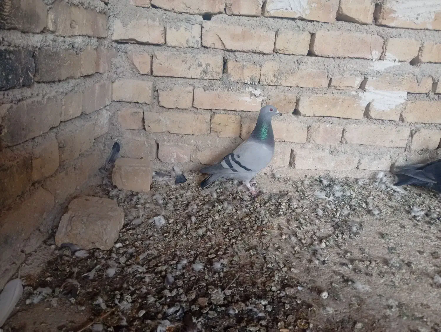 ماده پلاکی|پرنده|فراشبند, |دیوار