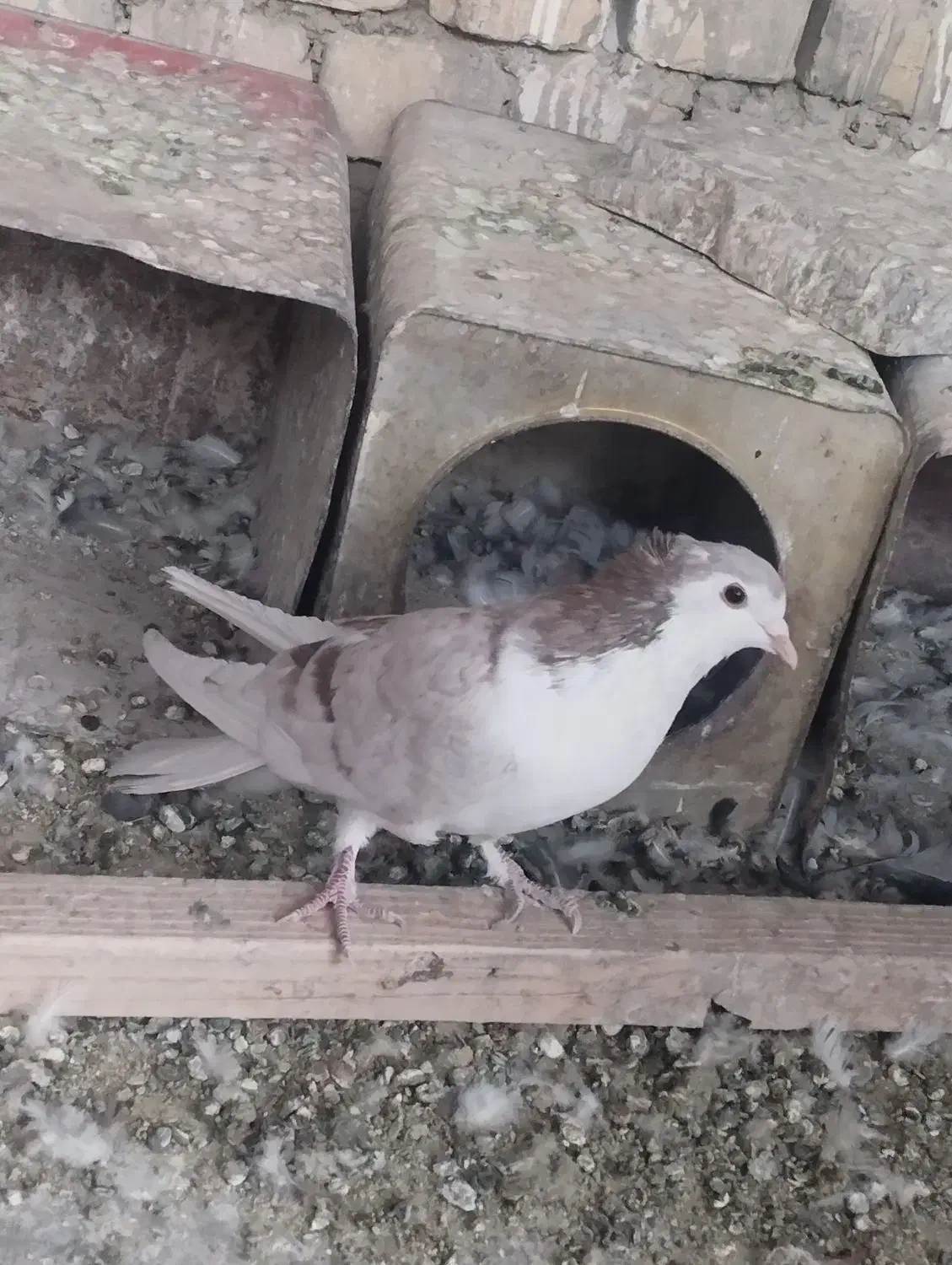 دمگیر دولا|پرنده|خمینی‌شهر, |دیوار