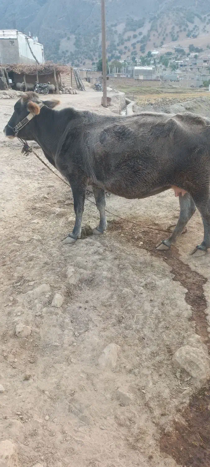 گاو|حیوانات مزرعه|منج, |دیوار