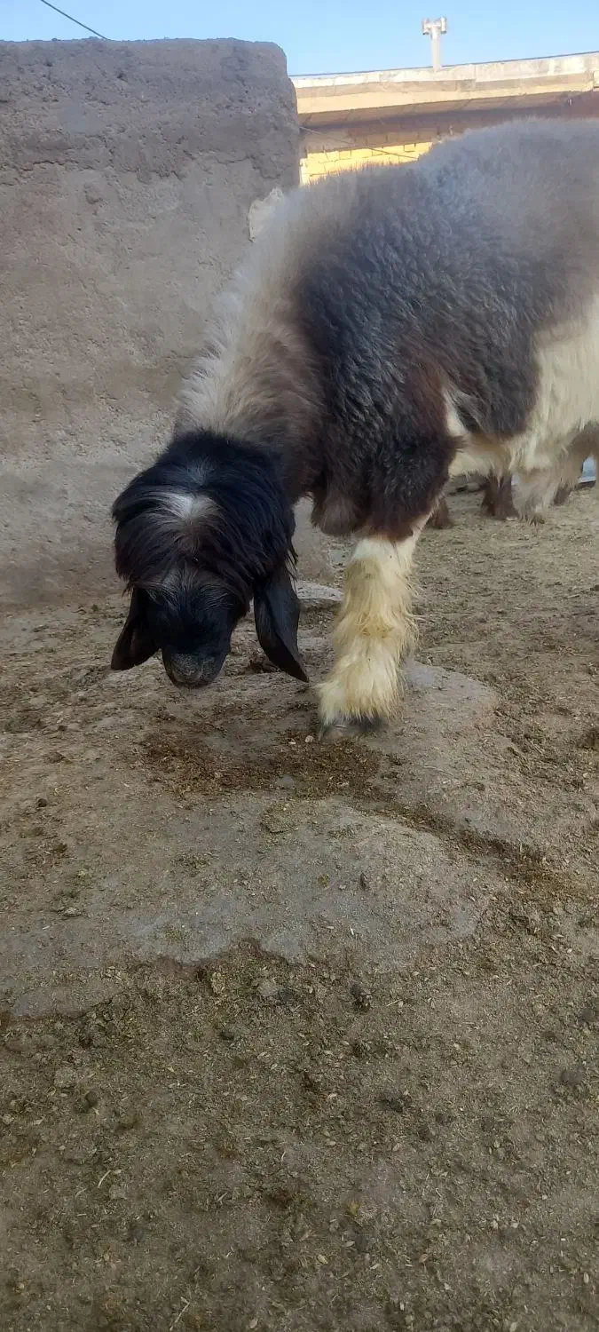 بره قوچی|حیوانات مزرعه|مرودشت, ژیان|دیوار