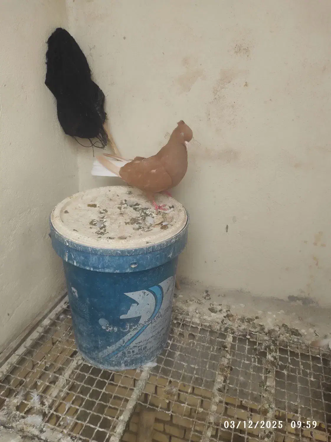 سلام|پرنده|شوشتر, |دیوار