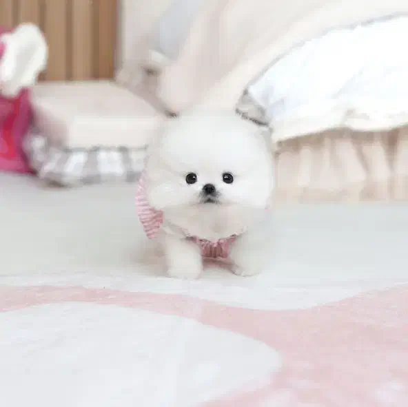 پامیر با وسایل|سگ|قزوین, |دیوار