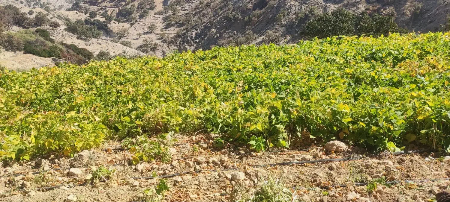 فروش حبوبات|خوردنی و آشامیدنی|سپیدار, |دیوار