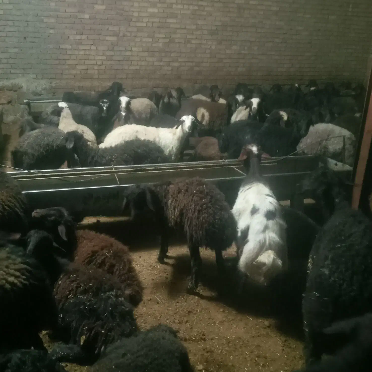 ۲۰عدد کاور نر|حیوانات مزرعه|دهگلان, |دیوار