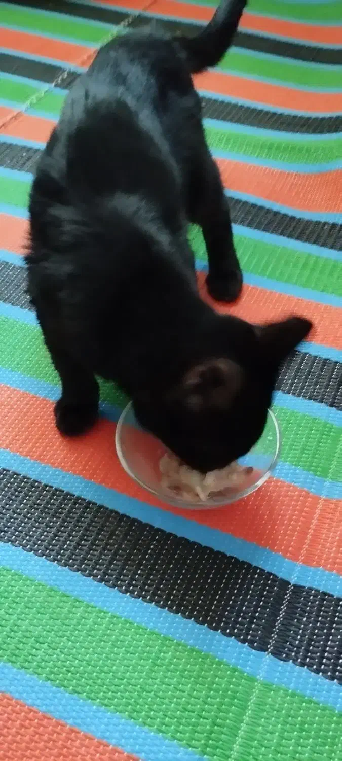 گربه سیاه کوچولو|گربه|یاسوج, |دیوار