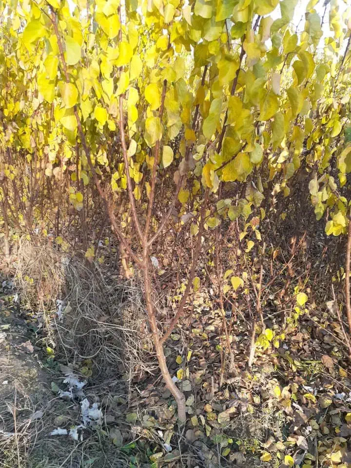 نیازمند به یک کارگر زرنگ سالم برا نهالستان|استخدام صنعتی، فنی، مهندسی|همدان, |دیوار