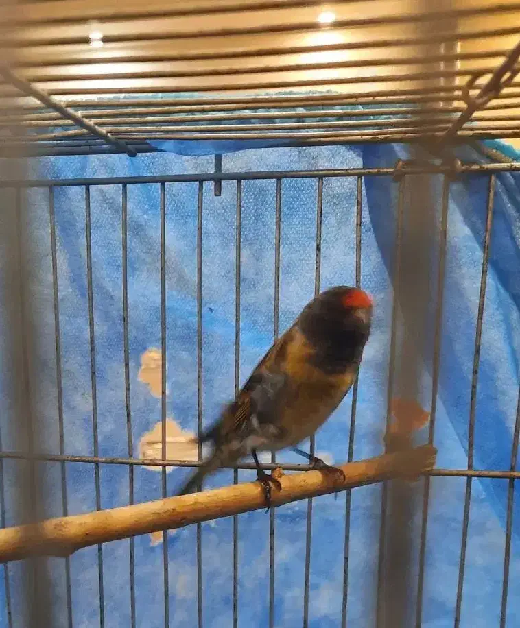 گلبسر نر خرم اباد|پرنده|فردیس, شهرک راه آهن|دیوار