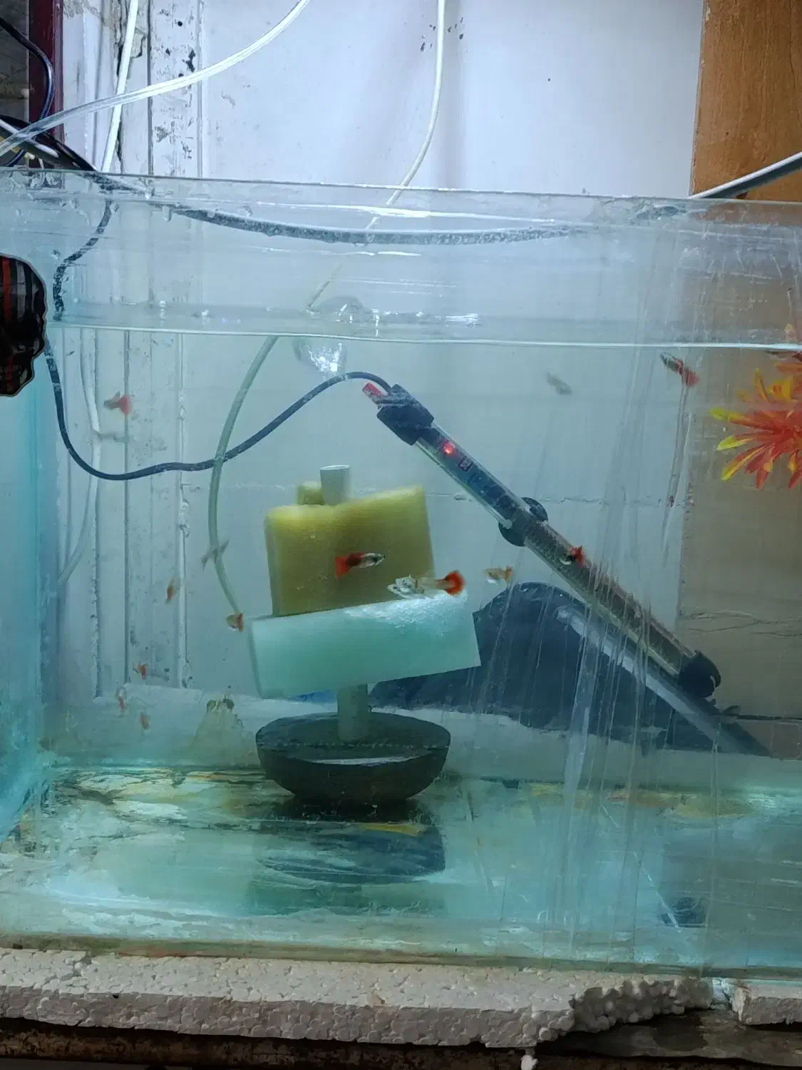 ماهی گوپی دامبو ردتیل با بهترین گرید و کیفیت|ماهی|پاکدشت, پاکدشت (مامازند)|دیوار