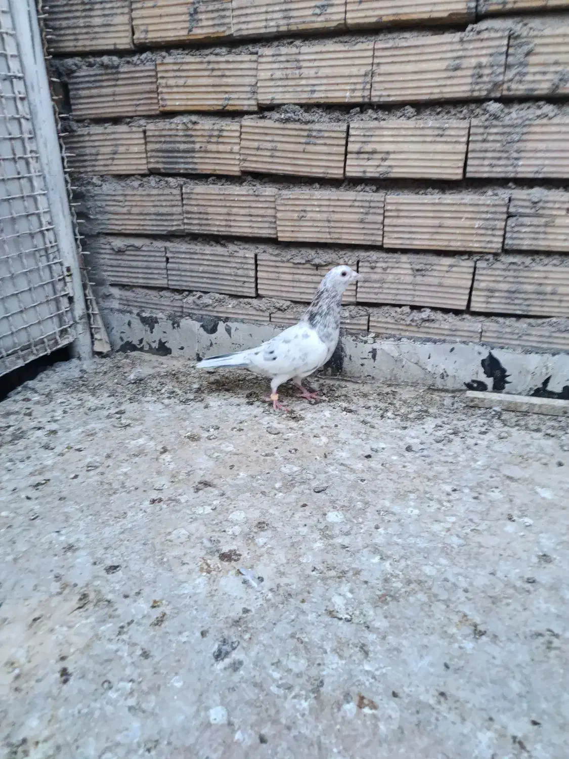 کبوتر|پرنده|بیرجند, |دیوار