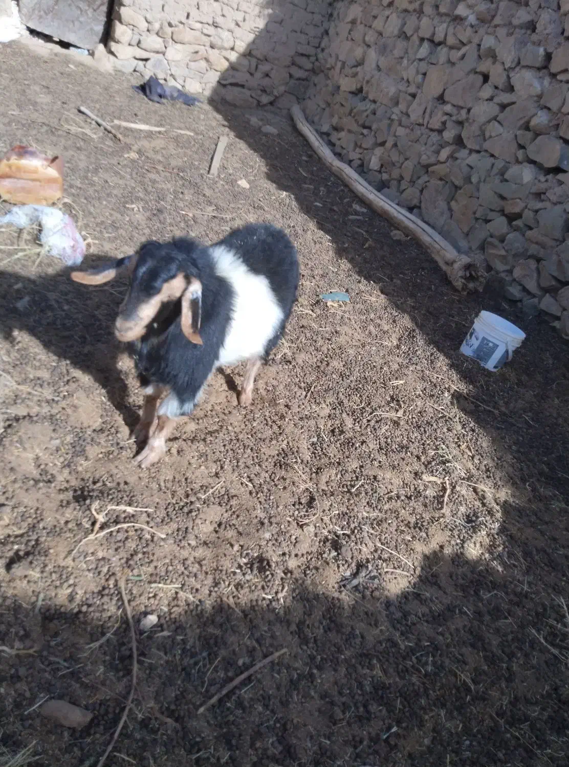 بزغاله نر چاق|حیوانات مزرعه|قهستان, |دیوار